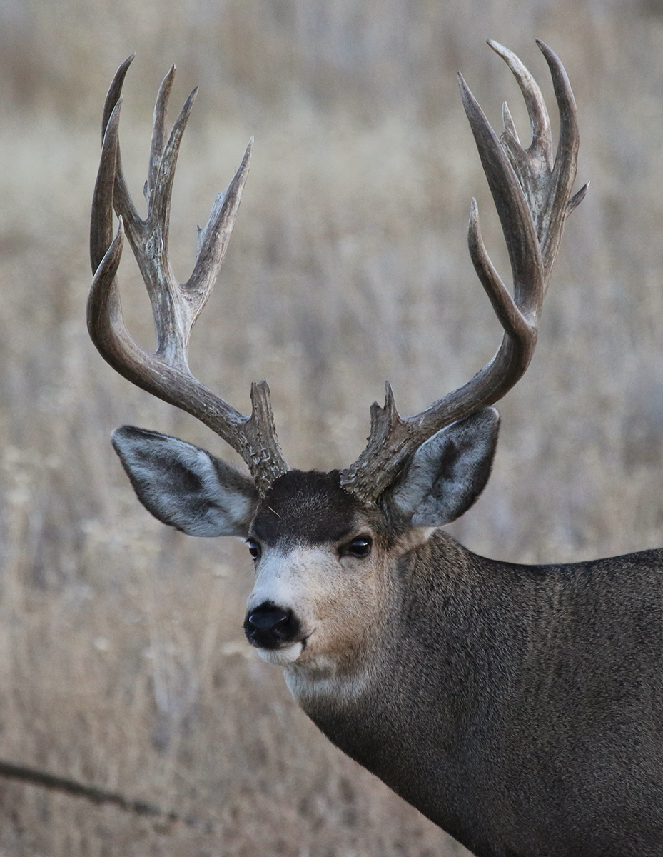 Very Large Mule Deer Buck (76)